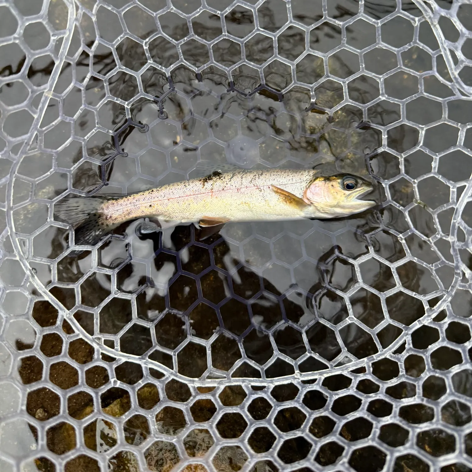 Rainbow trout caught on Fishbrain
