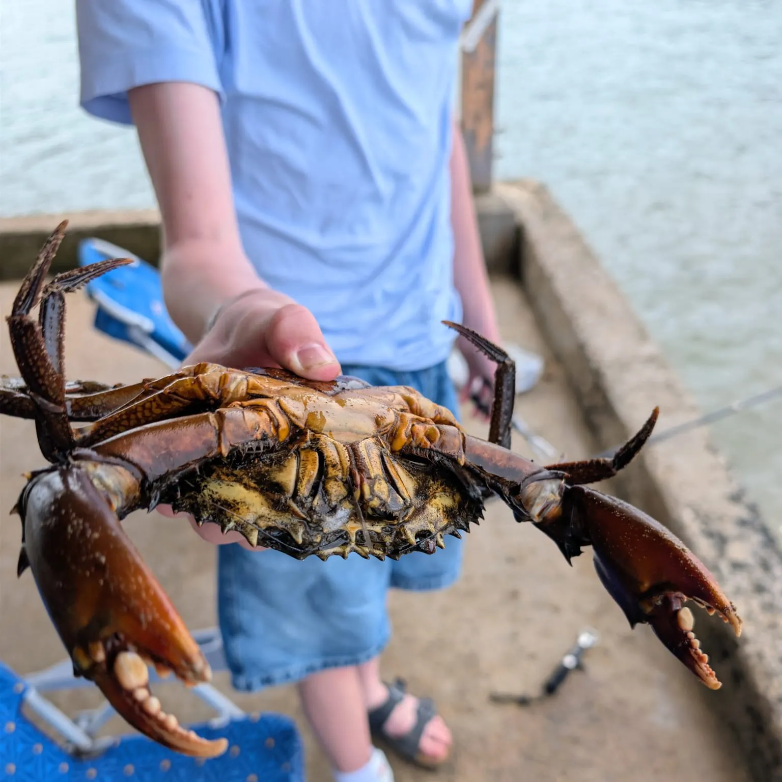 The most recent Giant mud crab catches on Fishbrain