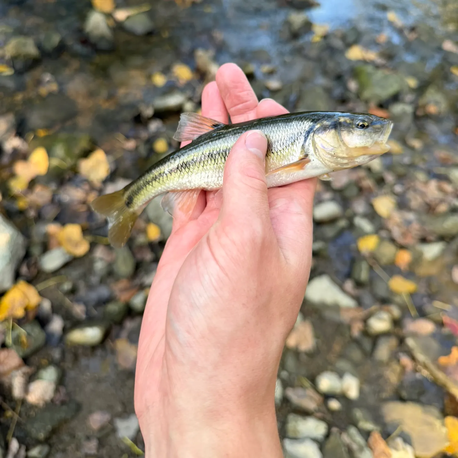 Creek chub caught on Fishbrain