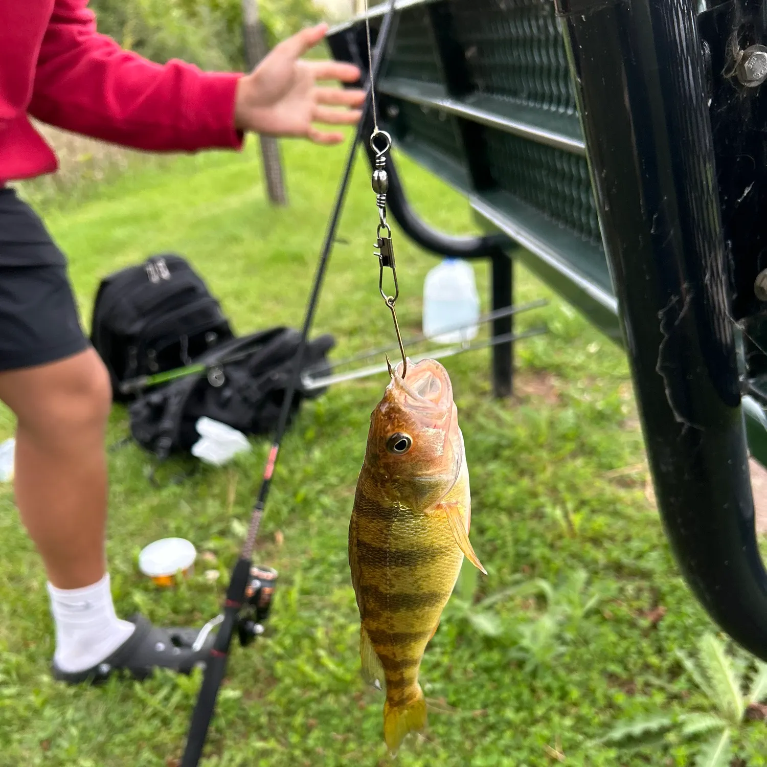 Yellow perch caught on Fishbrain
