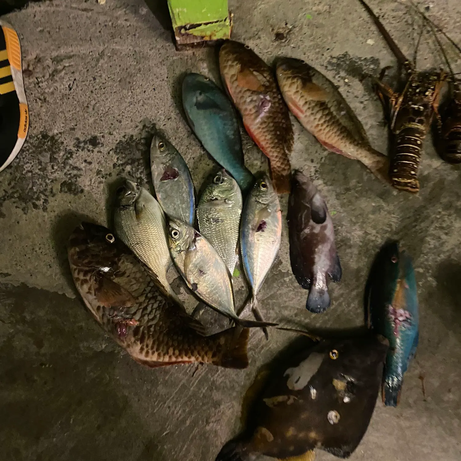 recently logged catches