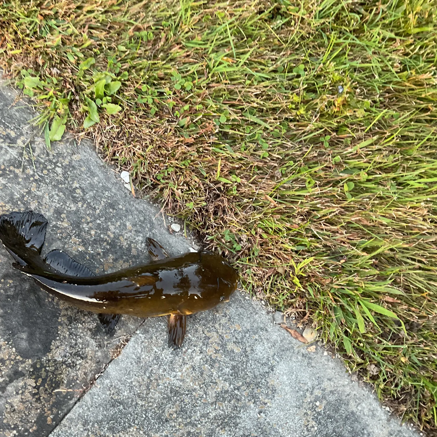 Black bullhead caught on Fishbrain