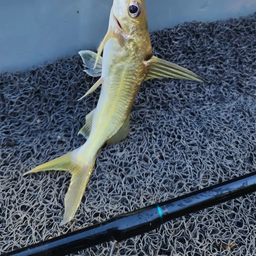 The most recent Spotted pimelodus catches on Fishbrain