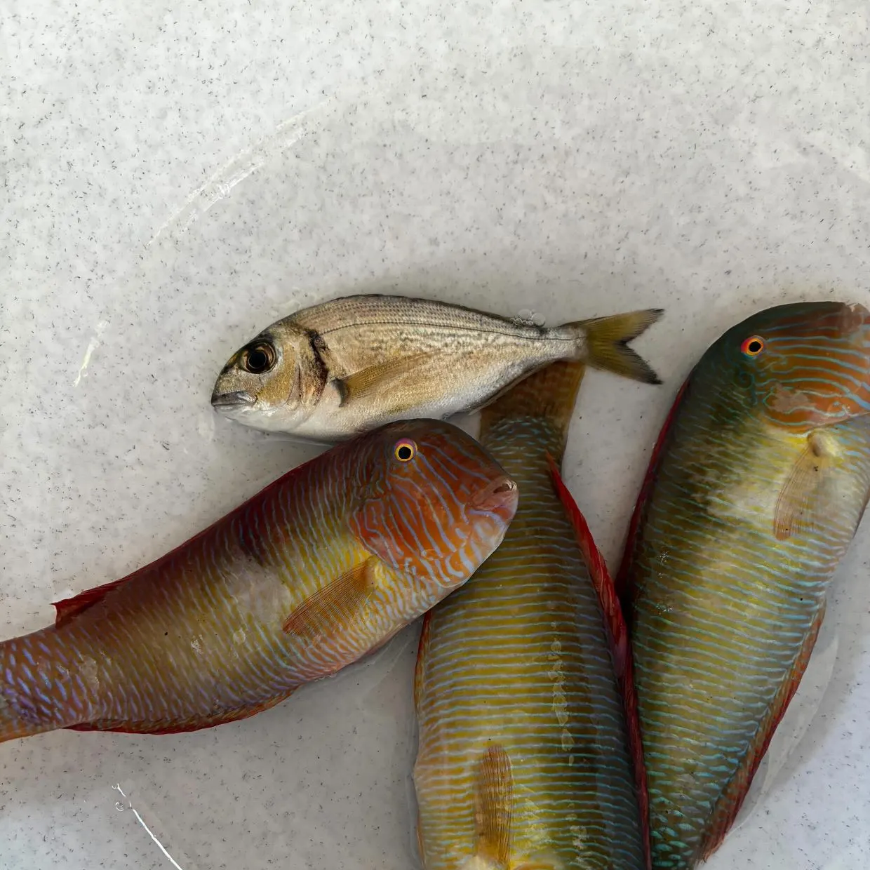 recently logged catches