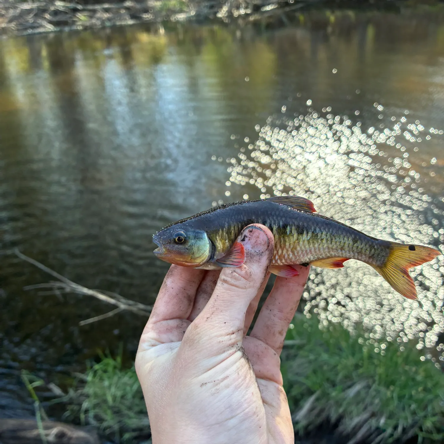 The most recent Common shiner catches on Fishbrain