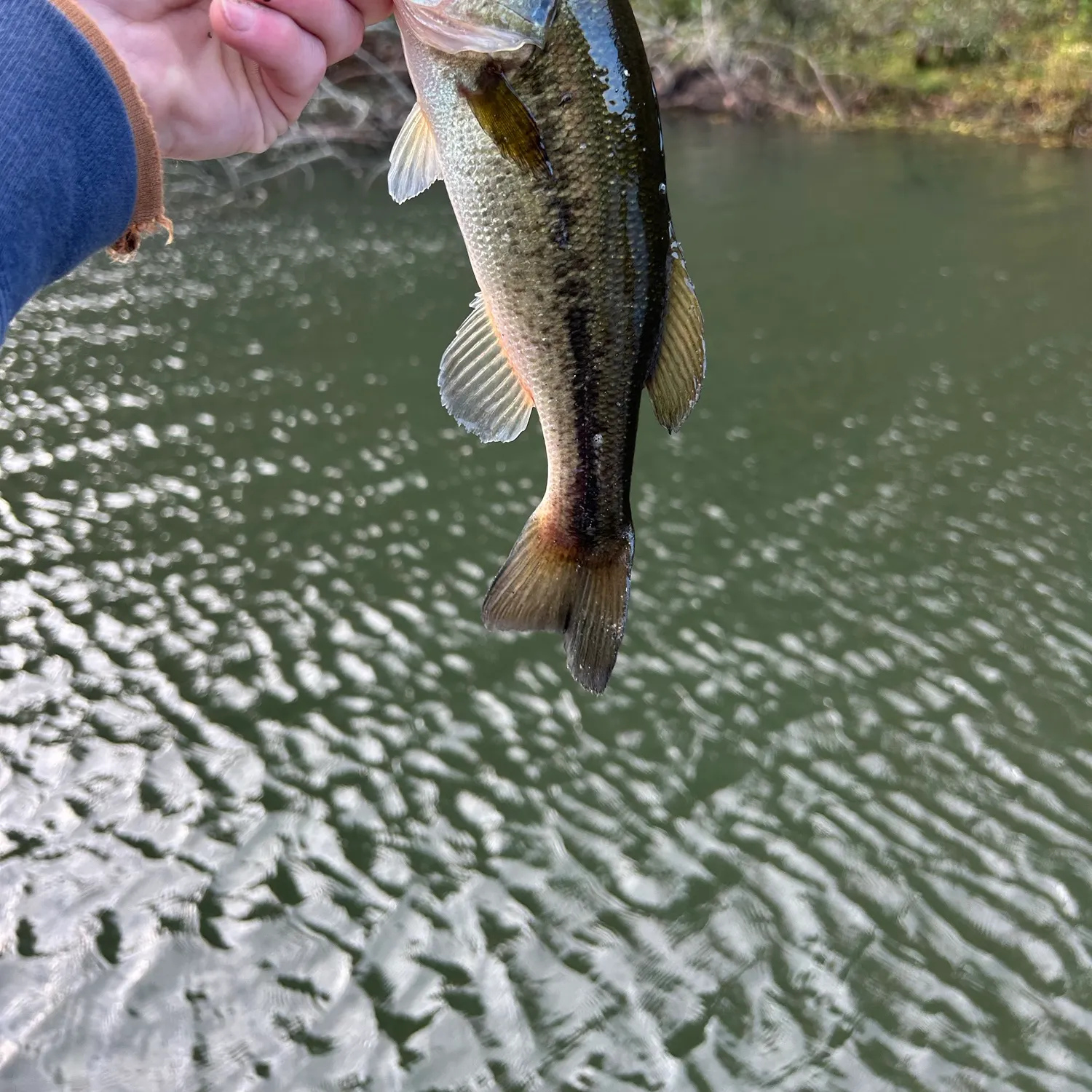 Largemouth bass caught on Fishbrain