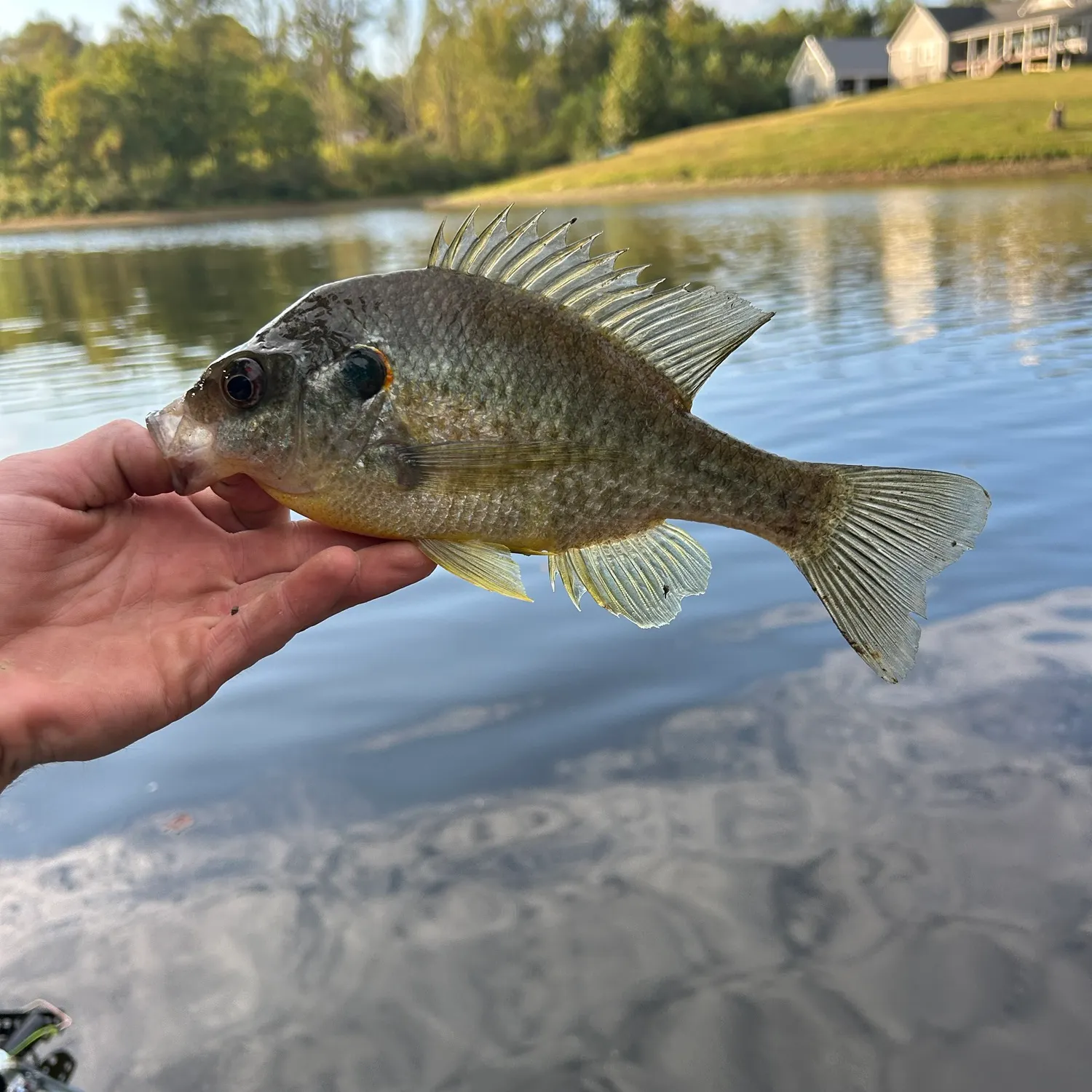 Redear sunfish caught on Fishbrain