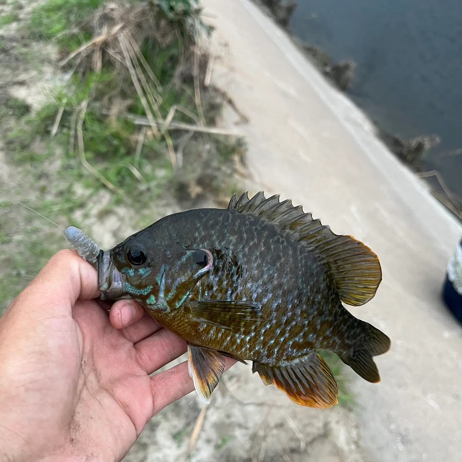 Greengill hybrid caught on Fishbrain