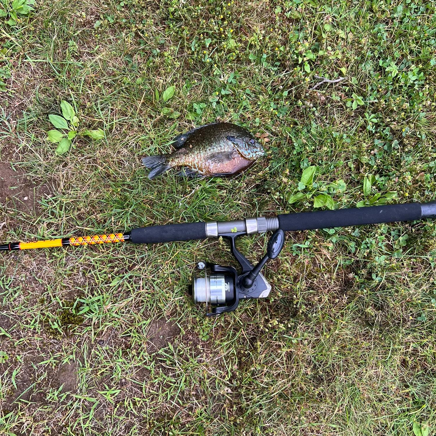 Bluegill caught on Fishbrain