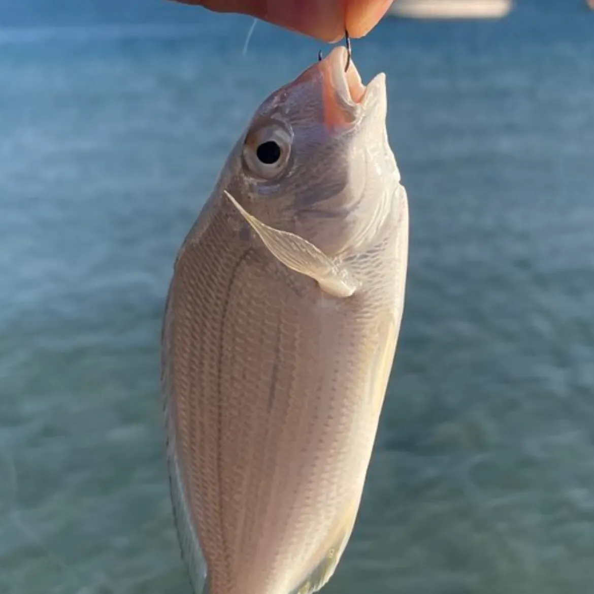 The most recent Axillary seabream catches on Fishbrain