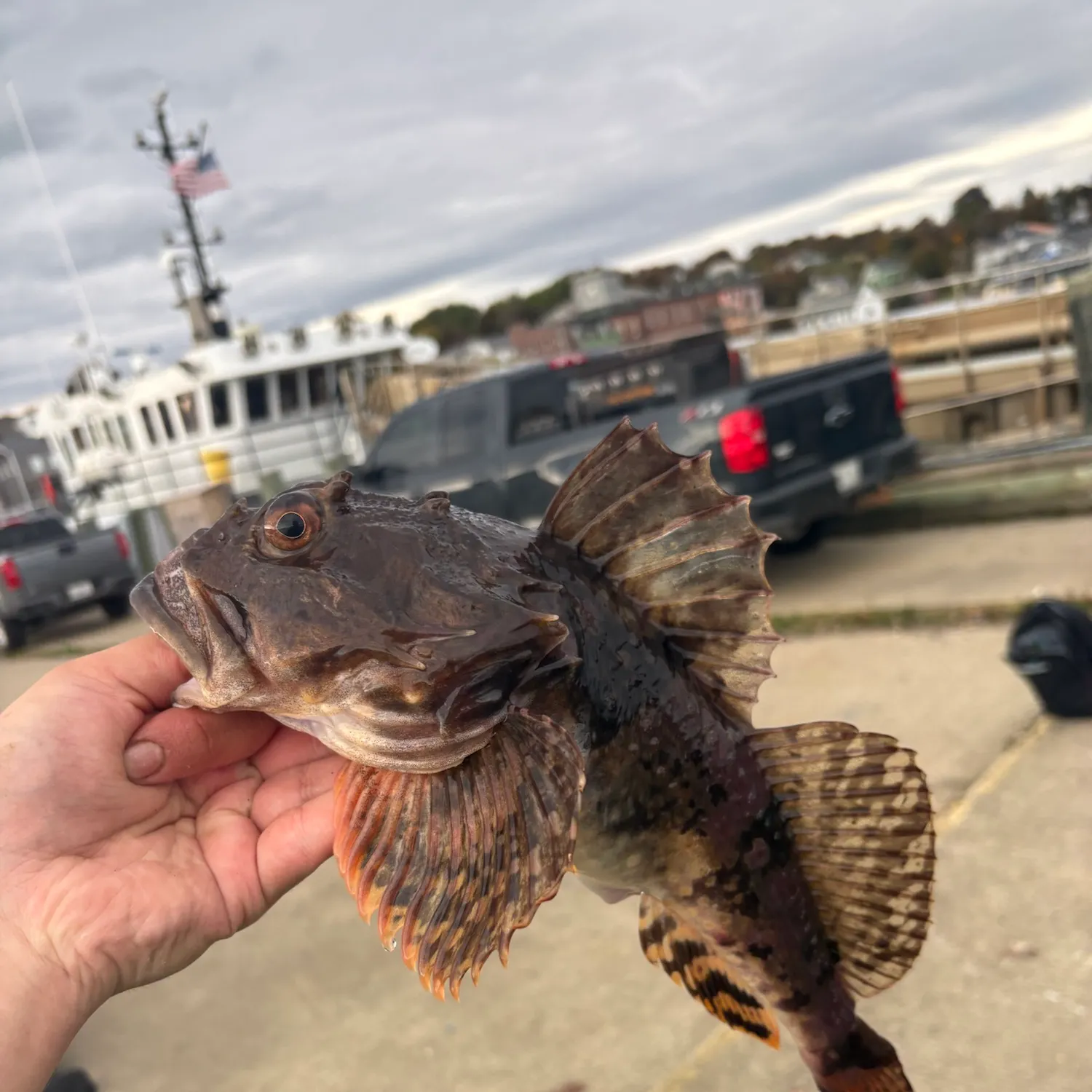 Shorthorn sculpin caught on Fishbrain