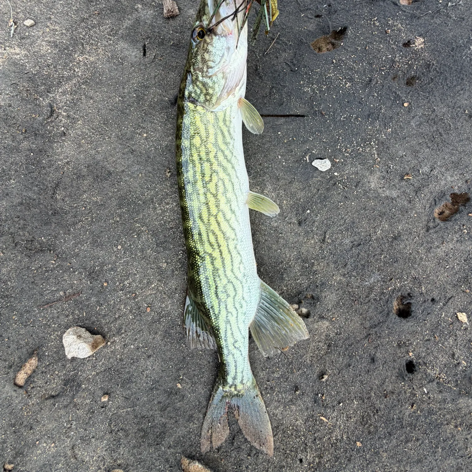 Chain pickerel caught on Fishbrain