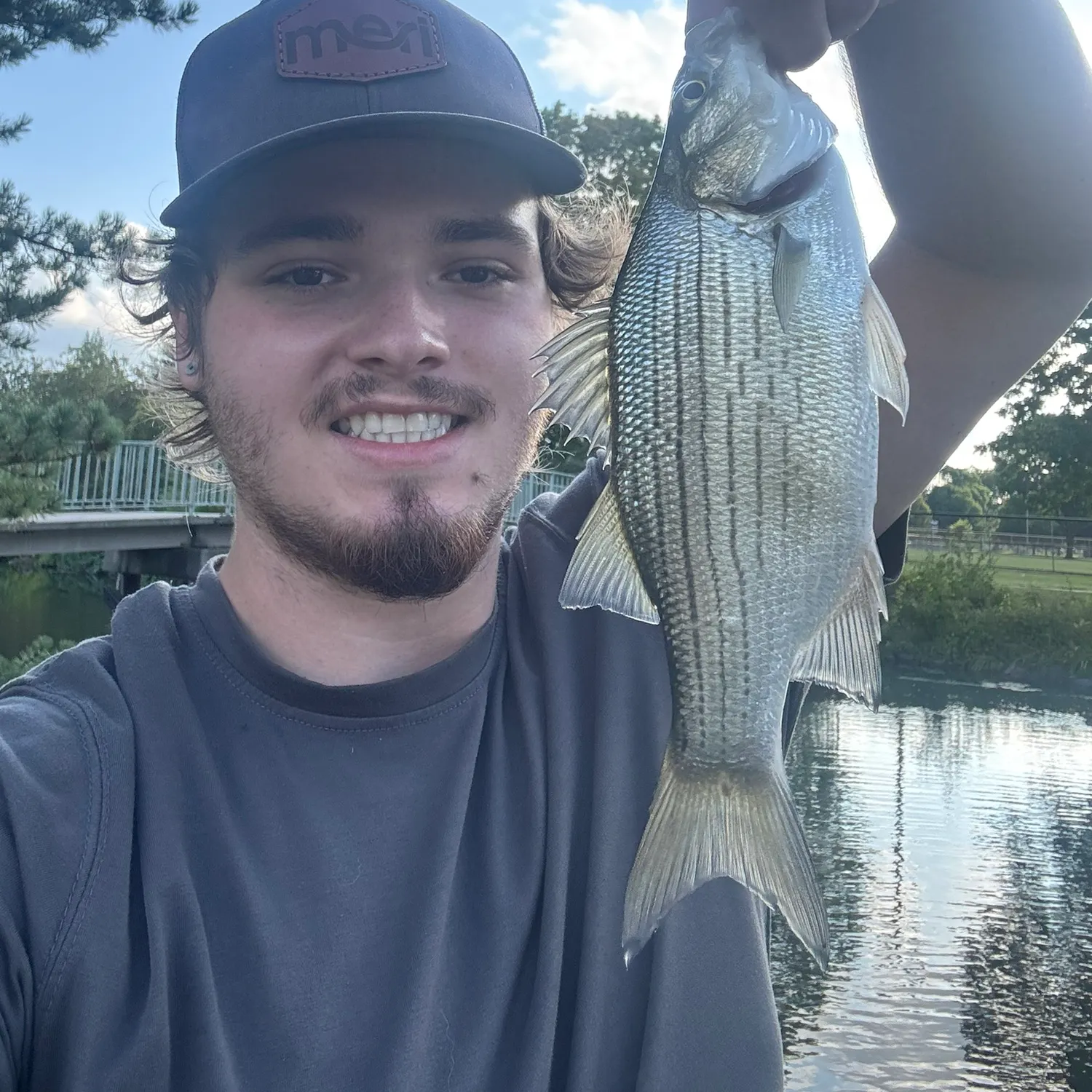 White bass caught on Fishbrain