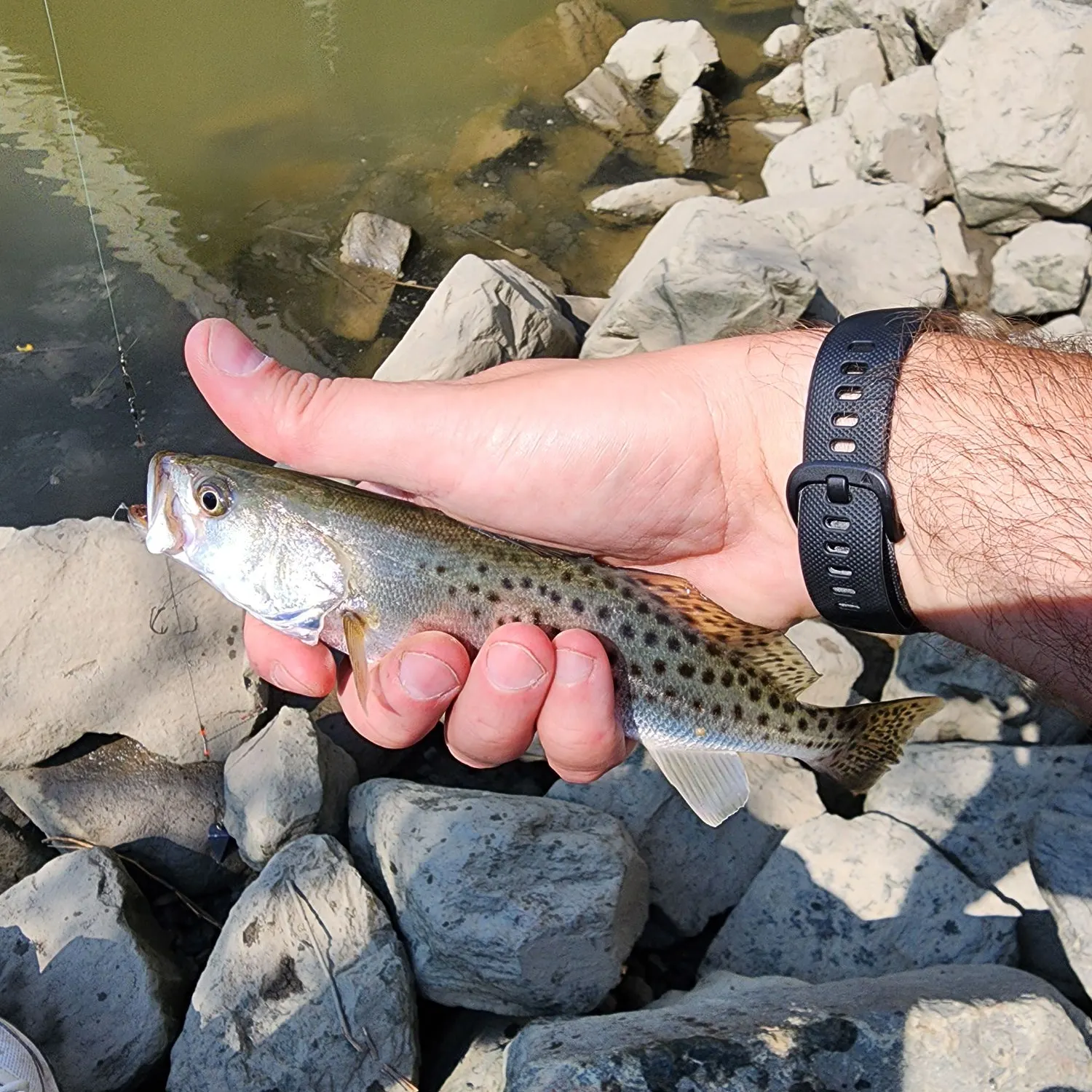Spotted seatrout caught on Fishbrain