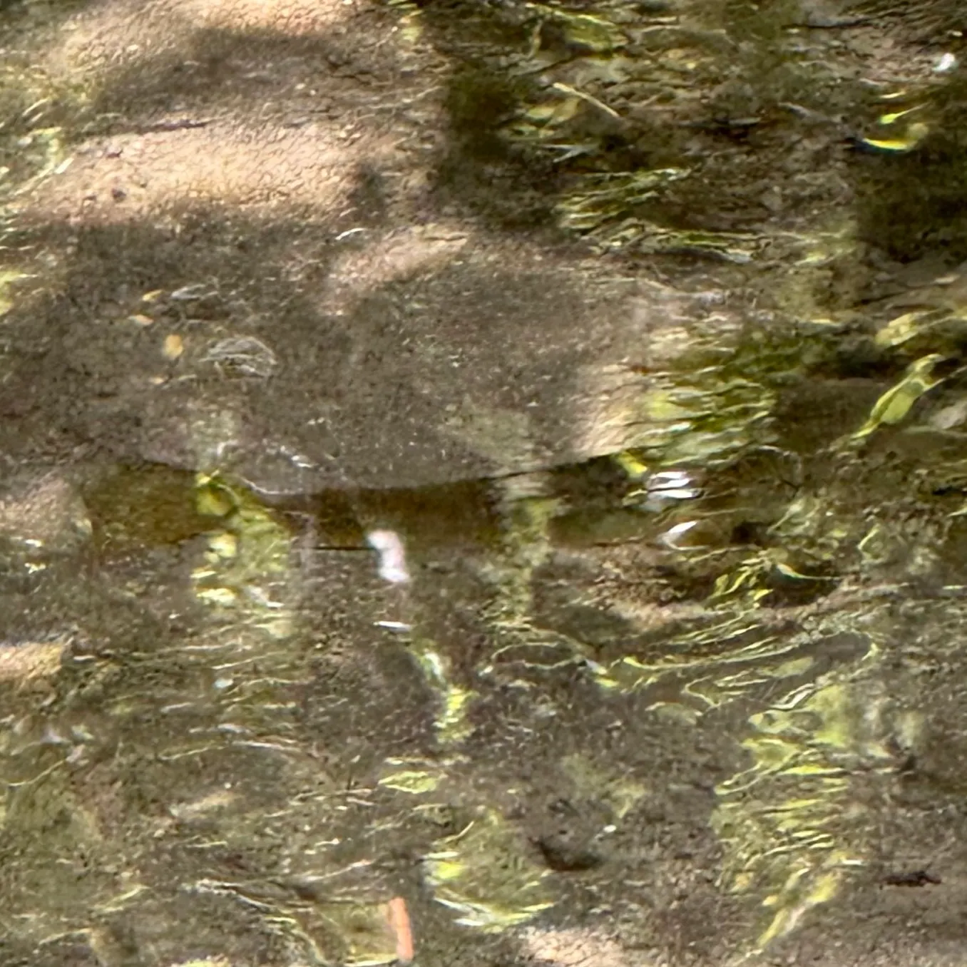 Brown trout caught on Fishbrain