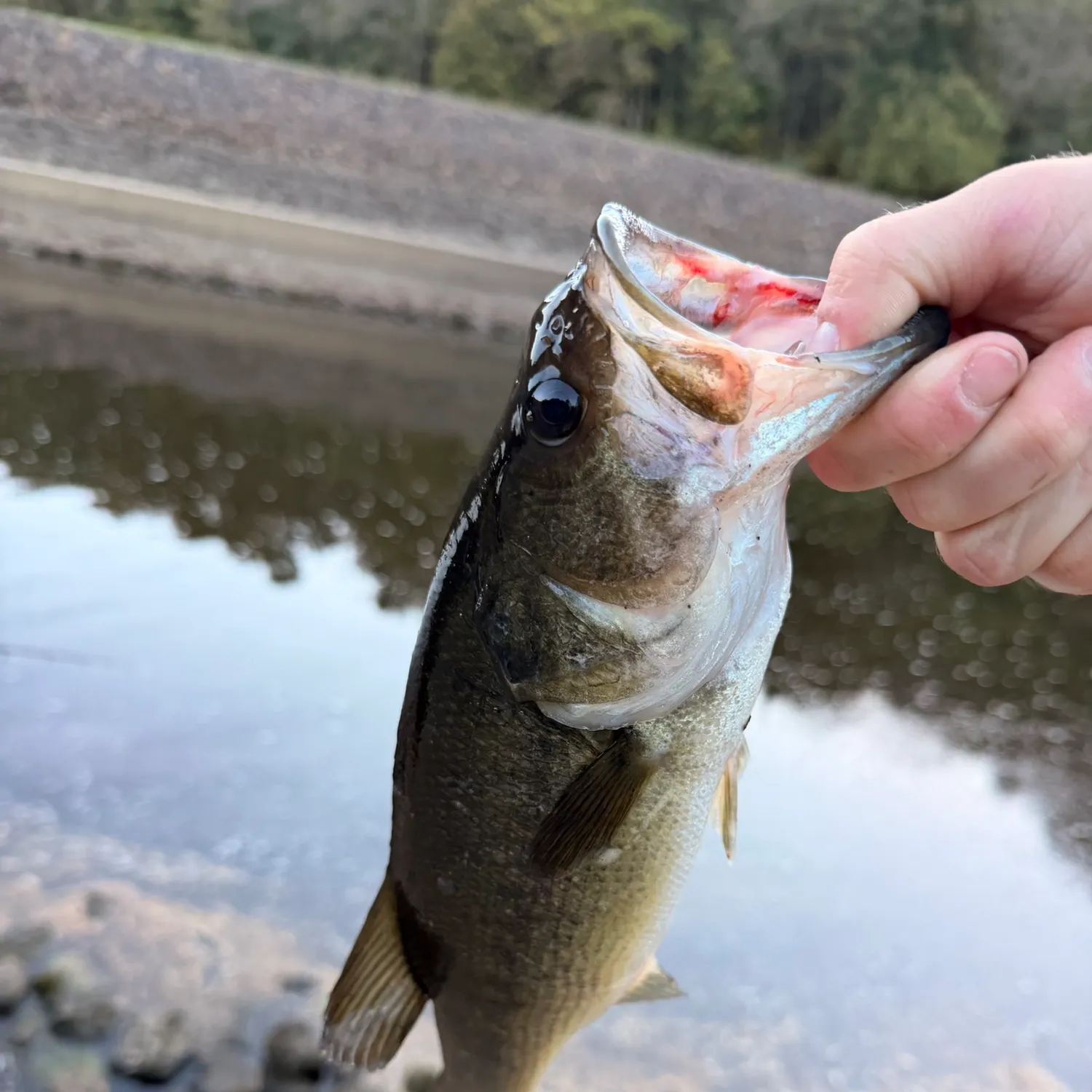 Fish caught on Fishbrain