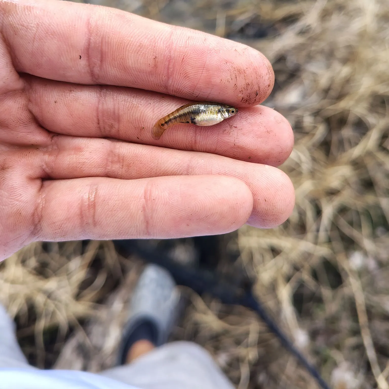 The most recent Least killifish catches on Fishbrain