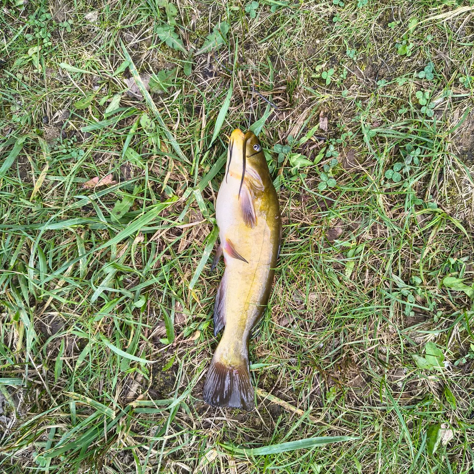 Yellow bullhead caught on Fishbrain