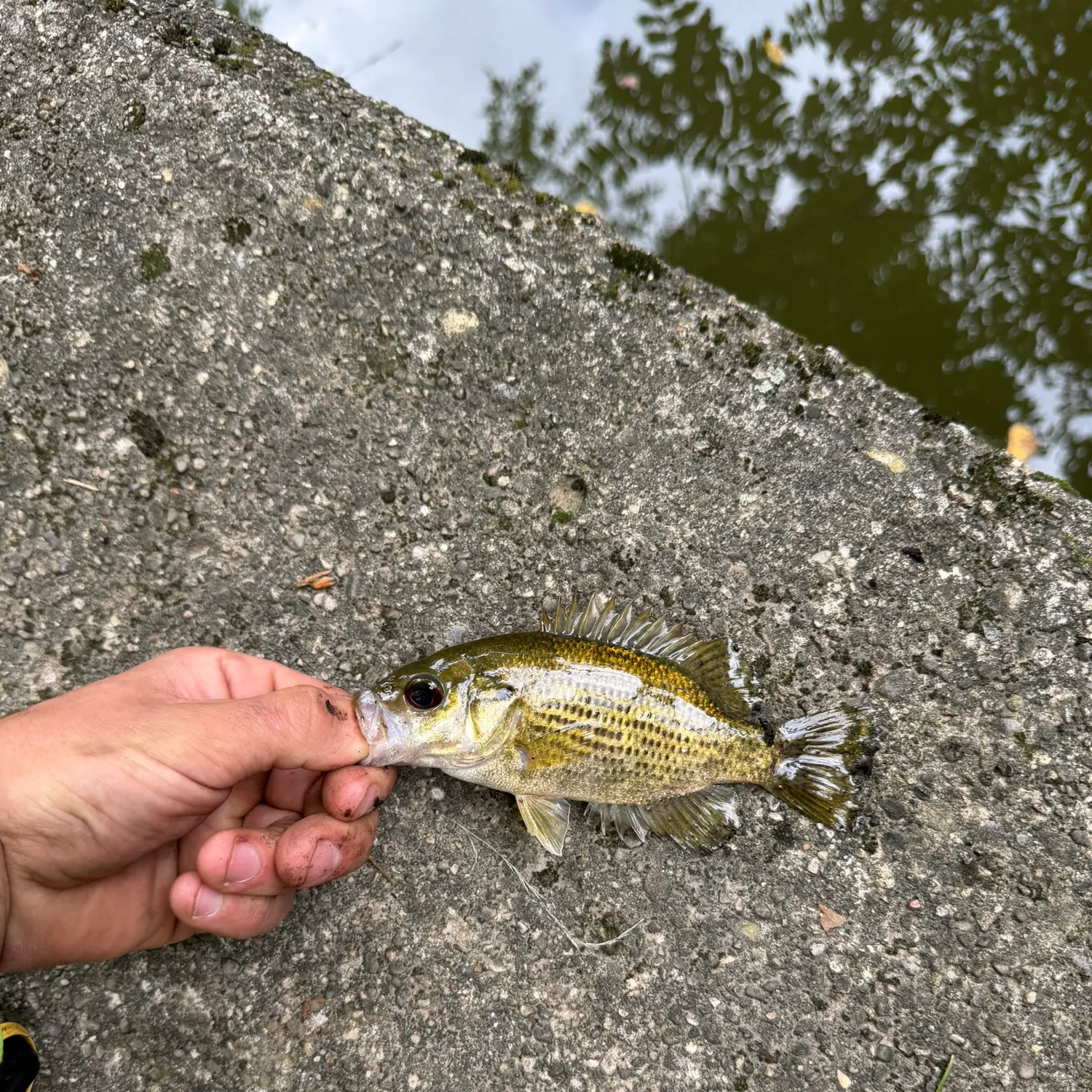 Rock bass caught on Fishbrain