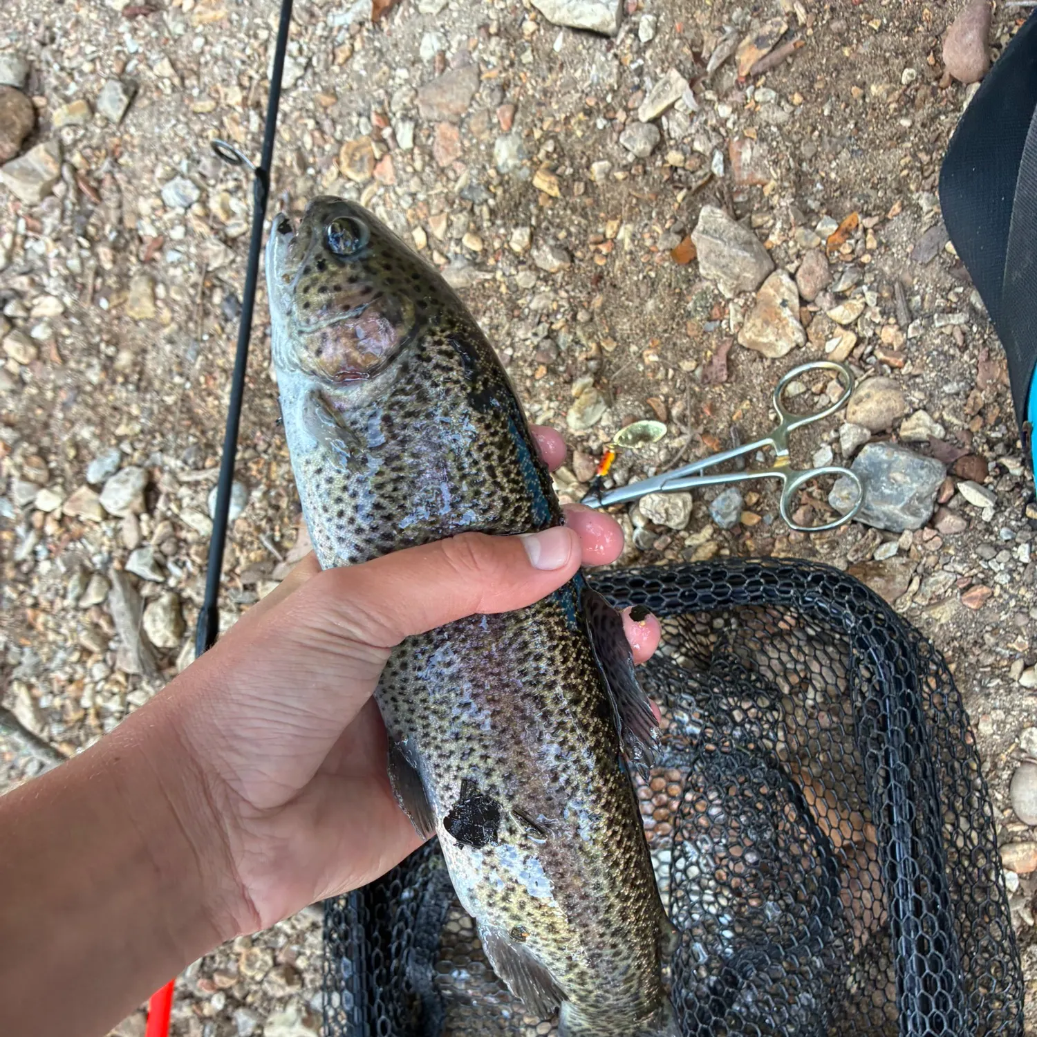Rainbow trout caught on Fishbrain