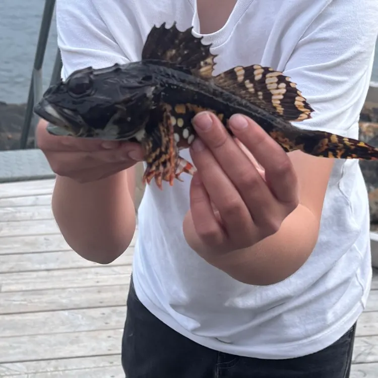 The most recent Shorthorn sculpin catches on Fishbrain