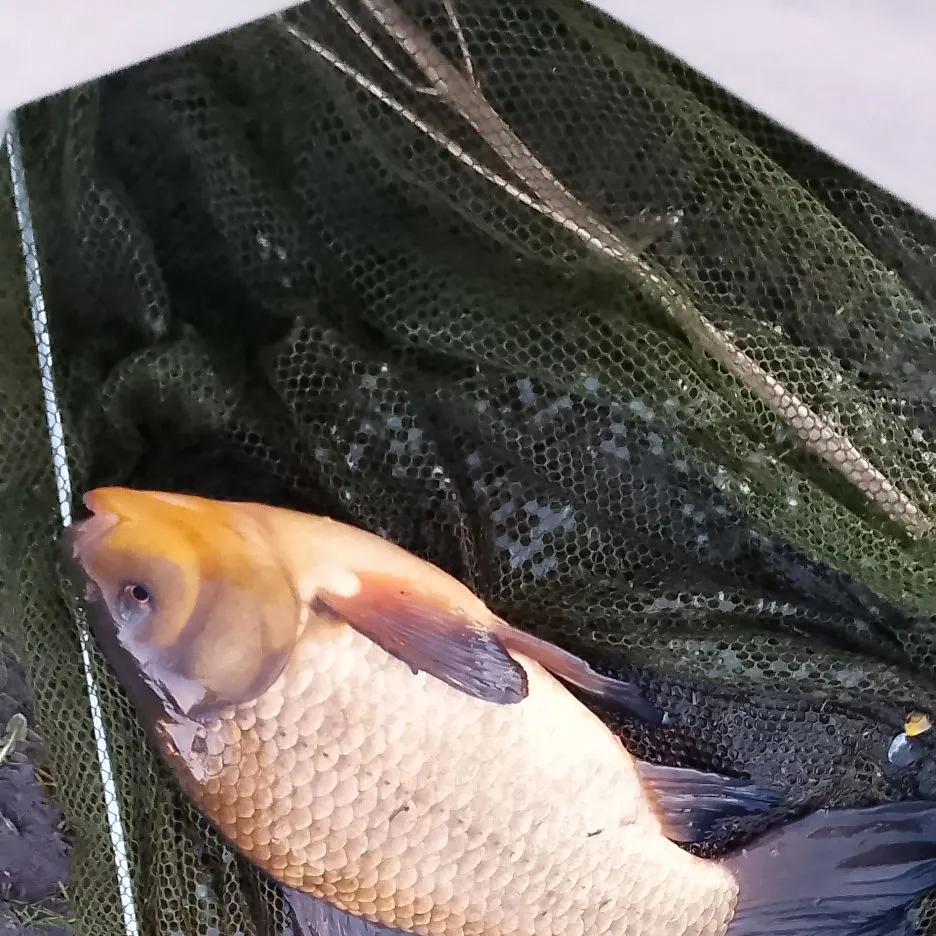 The most recent Crucian carp catches on Fishbrain