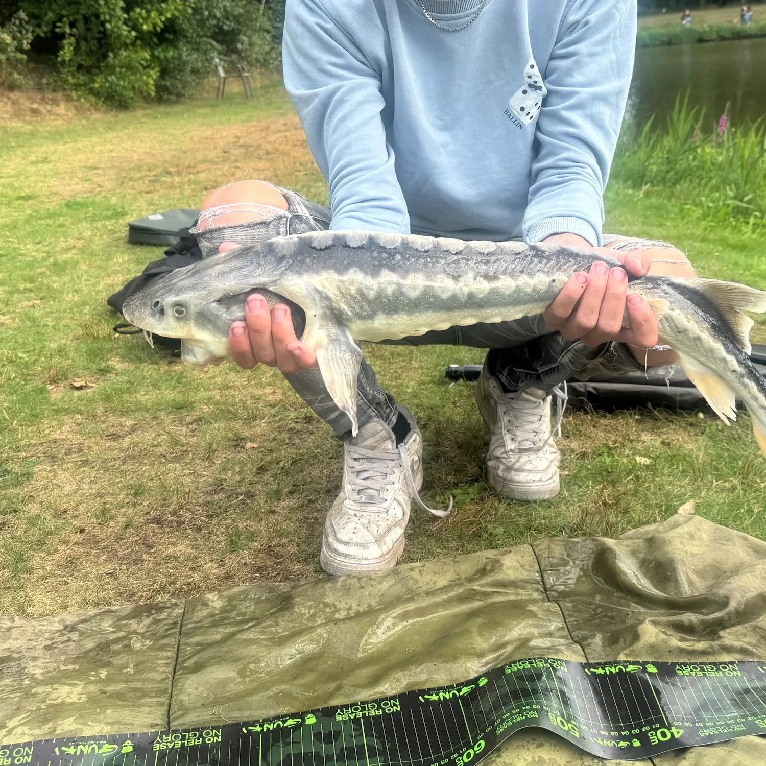 White sturgeon caught on Fishbrain