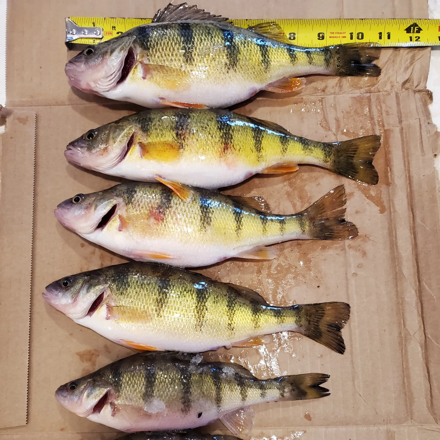 recently logged catches