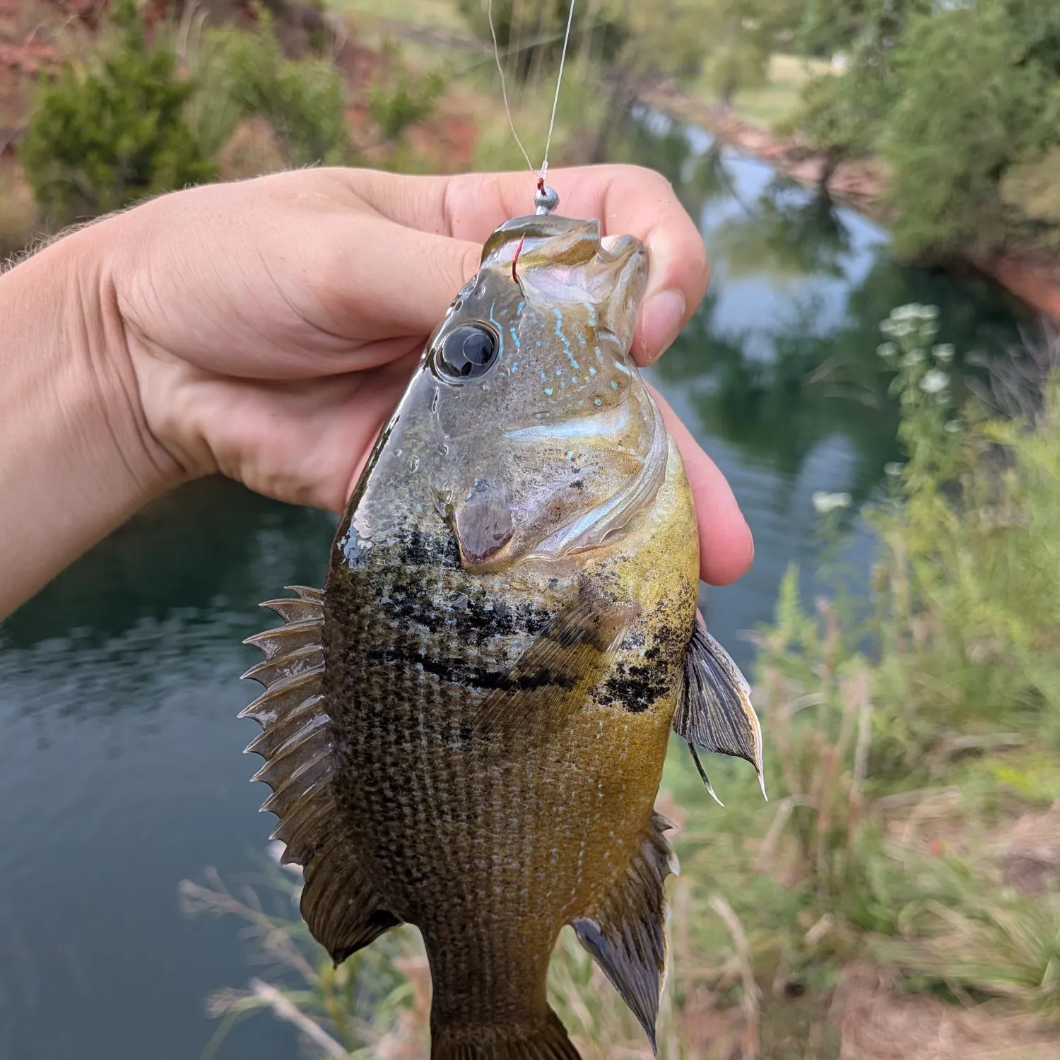 Green sunfish caught on Fishbrain