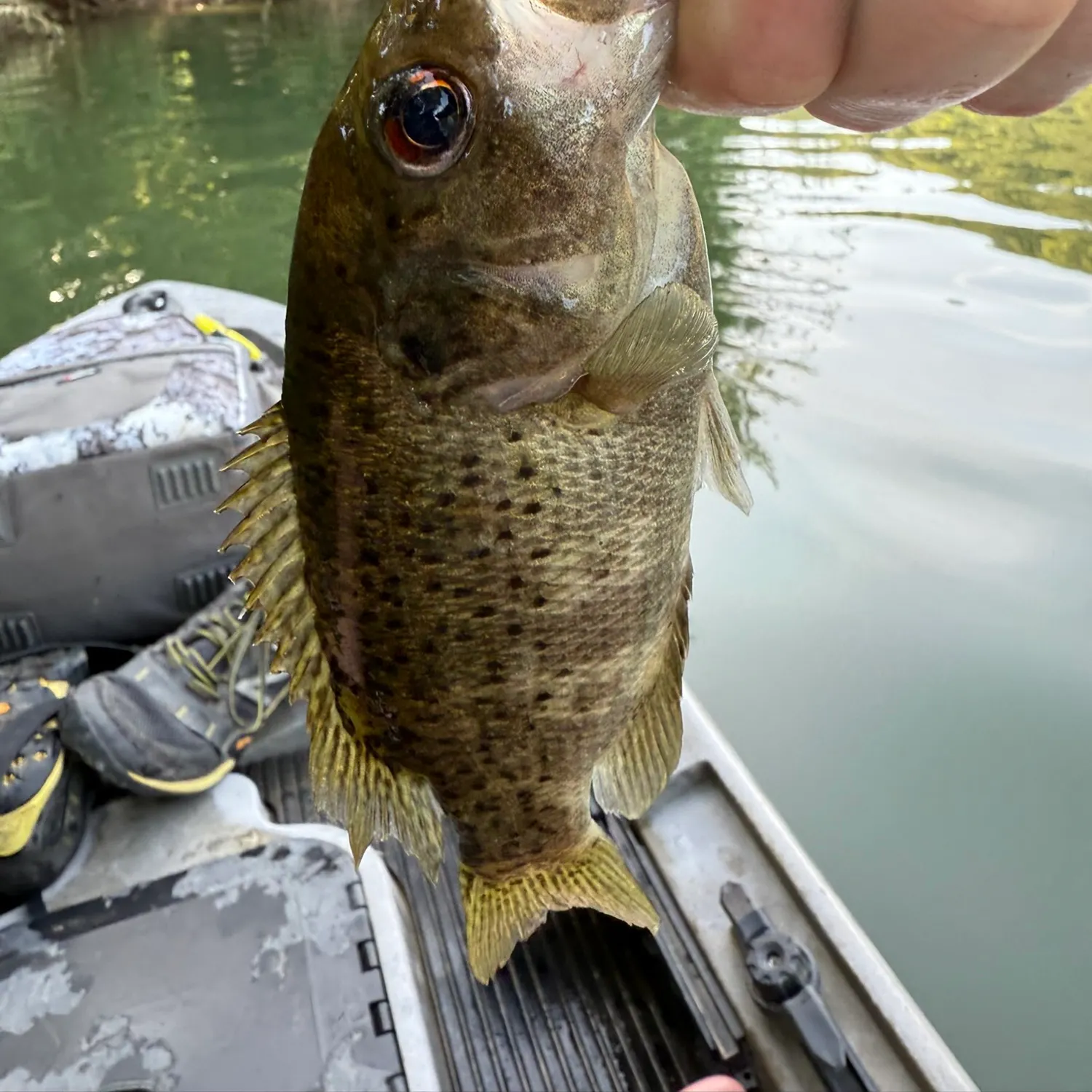 The most recent Ozark bass catches on Fishbrain