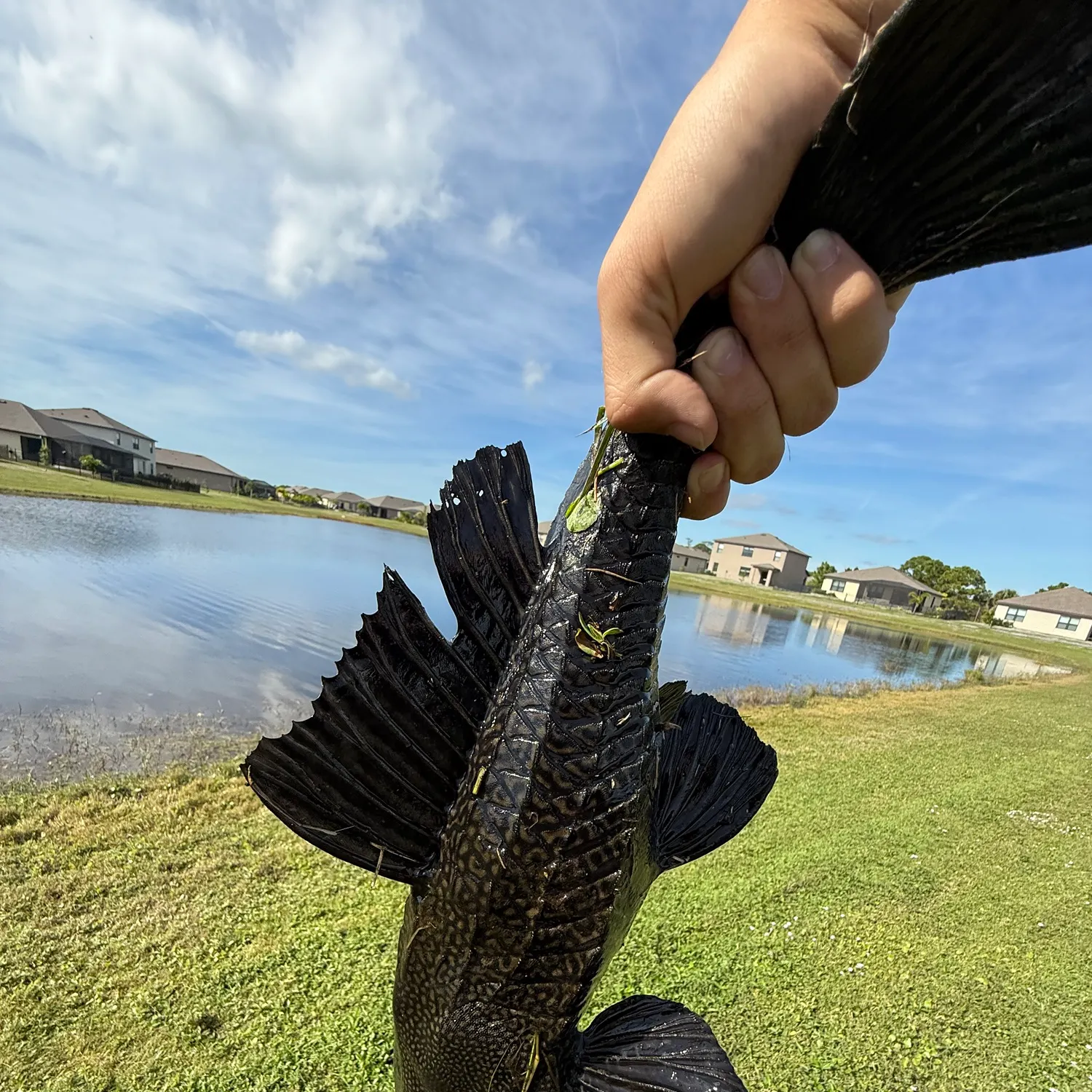 The most recent Suckermouth catfish catches on Fishbrain