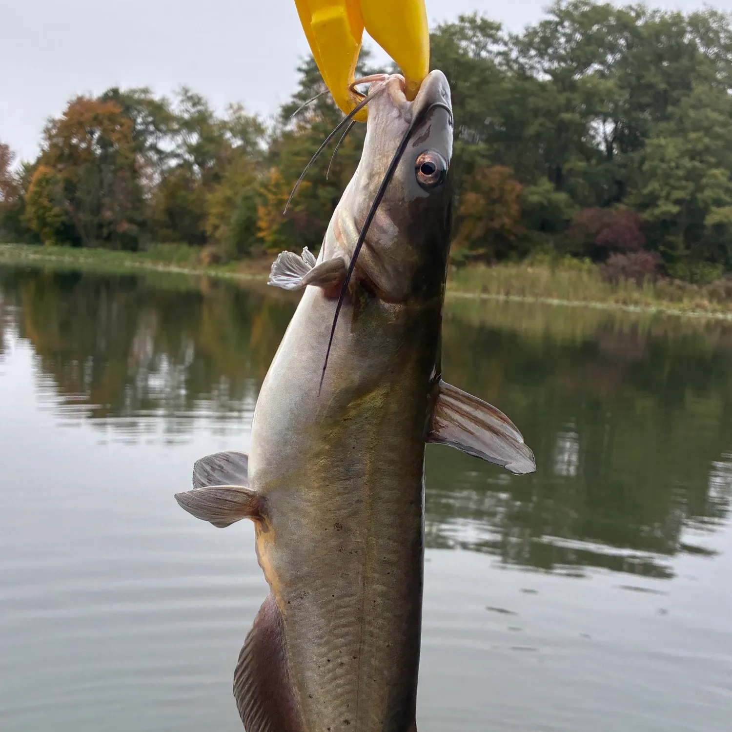Channel catfish caught on Fishbrain