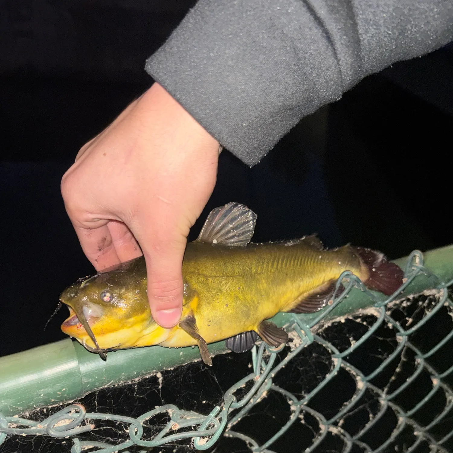 Yellow bullhead caught on Fishbrain