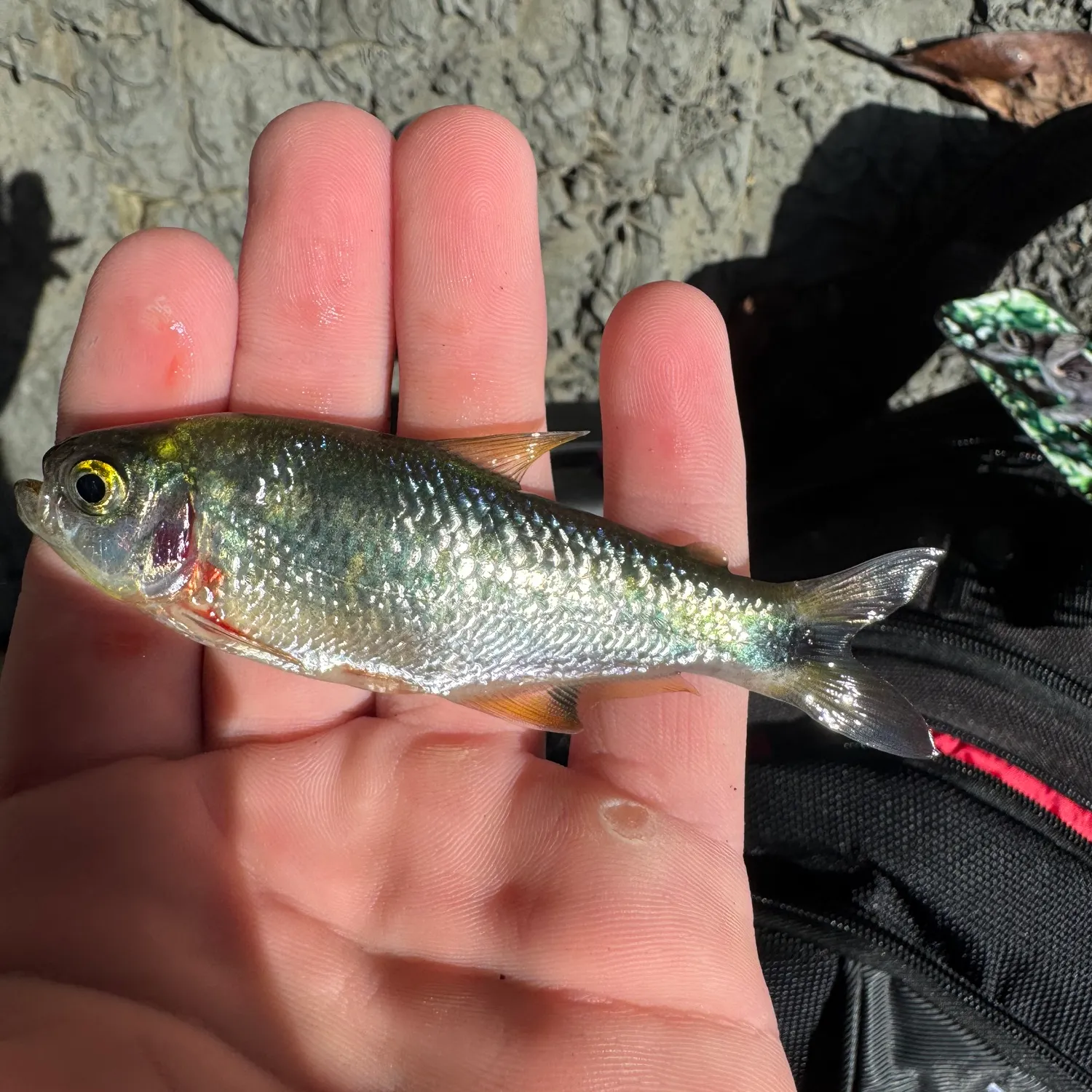 The most recent Machaca catches on Fishbrain