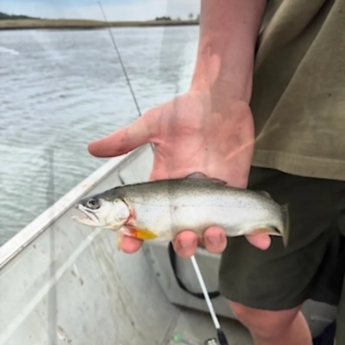 The most recent Apache trout catches on Fishbrain
