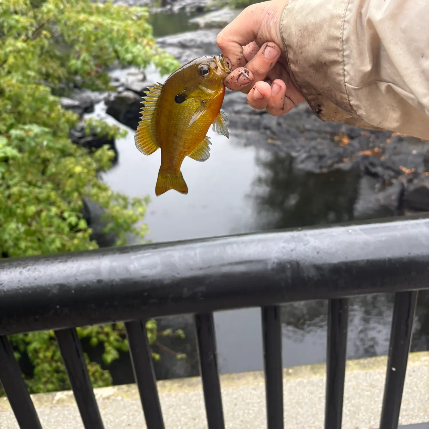 Redbreast sunfish caught on Fishbrain