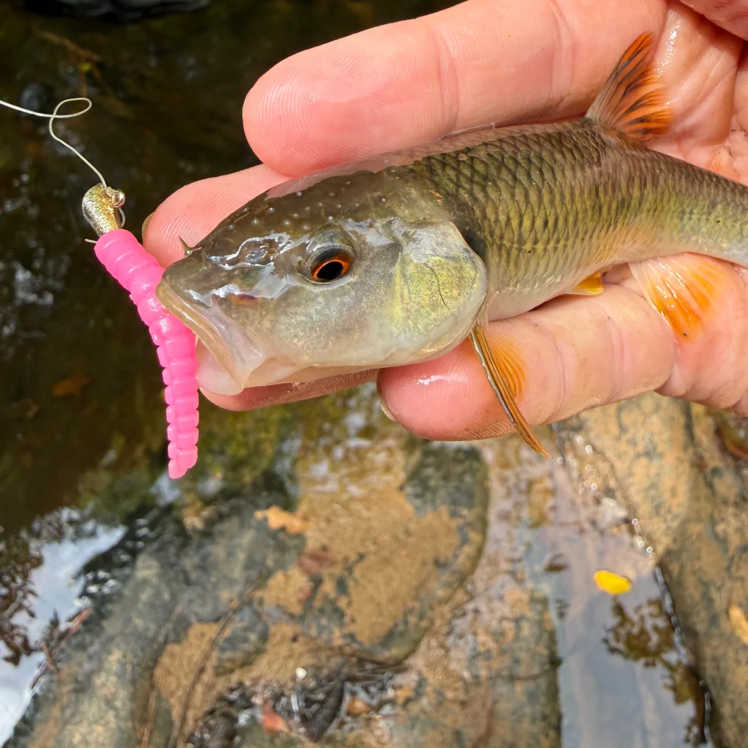 Sandhills chub caught on Fishbrain