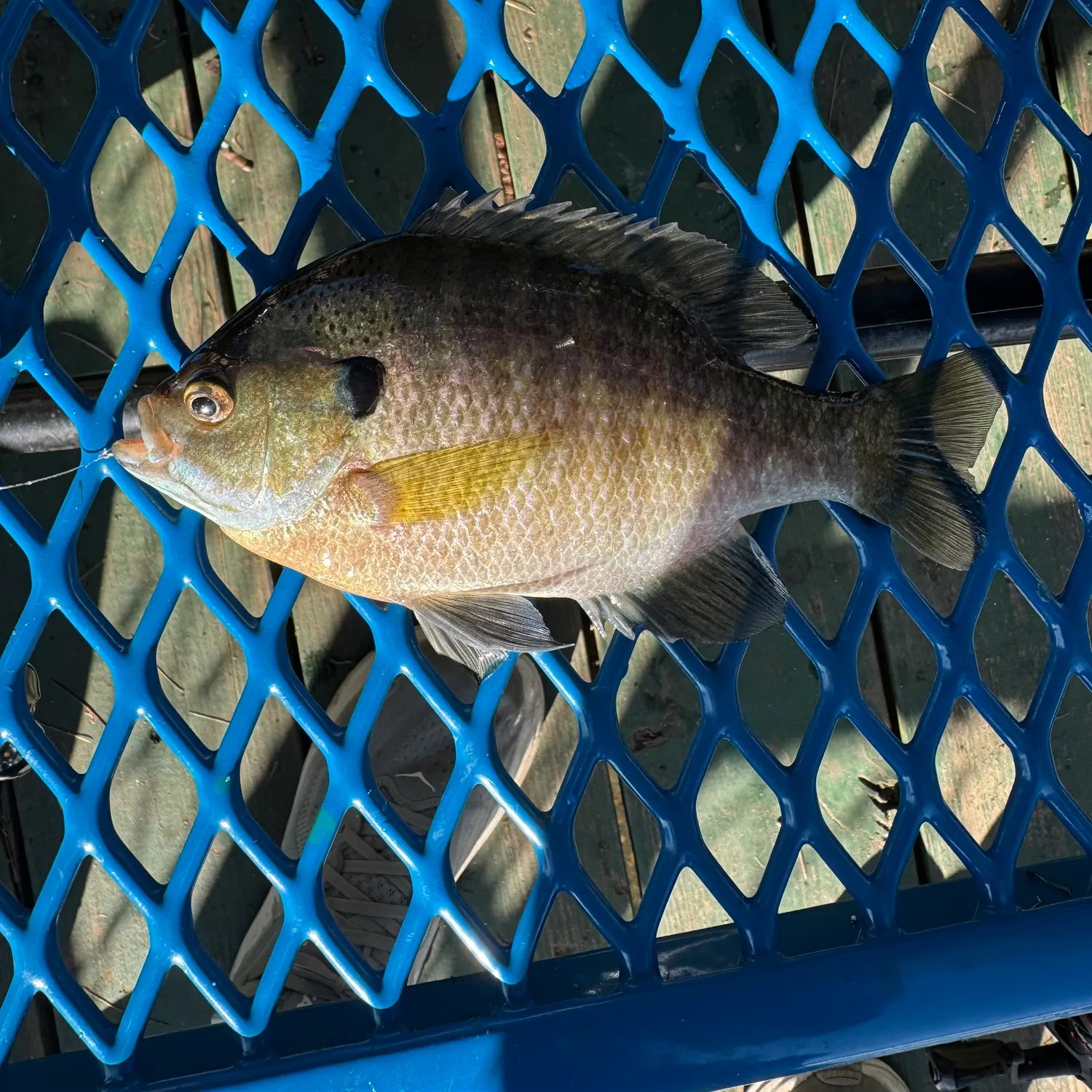 Bluegill caught on Fishbrain
