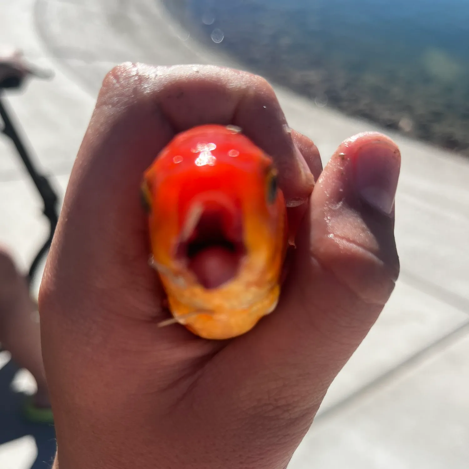 Goldfish caught on Fishbrain