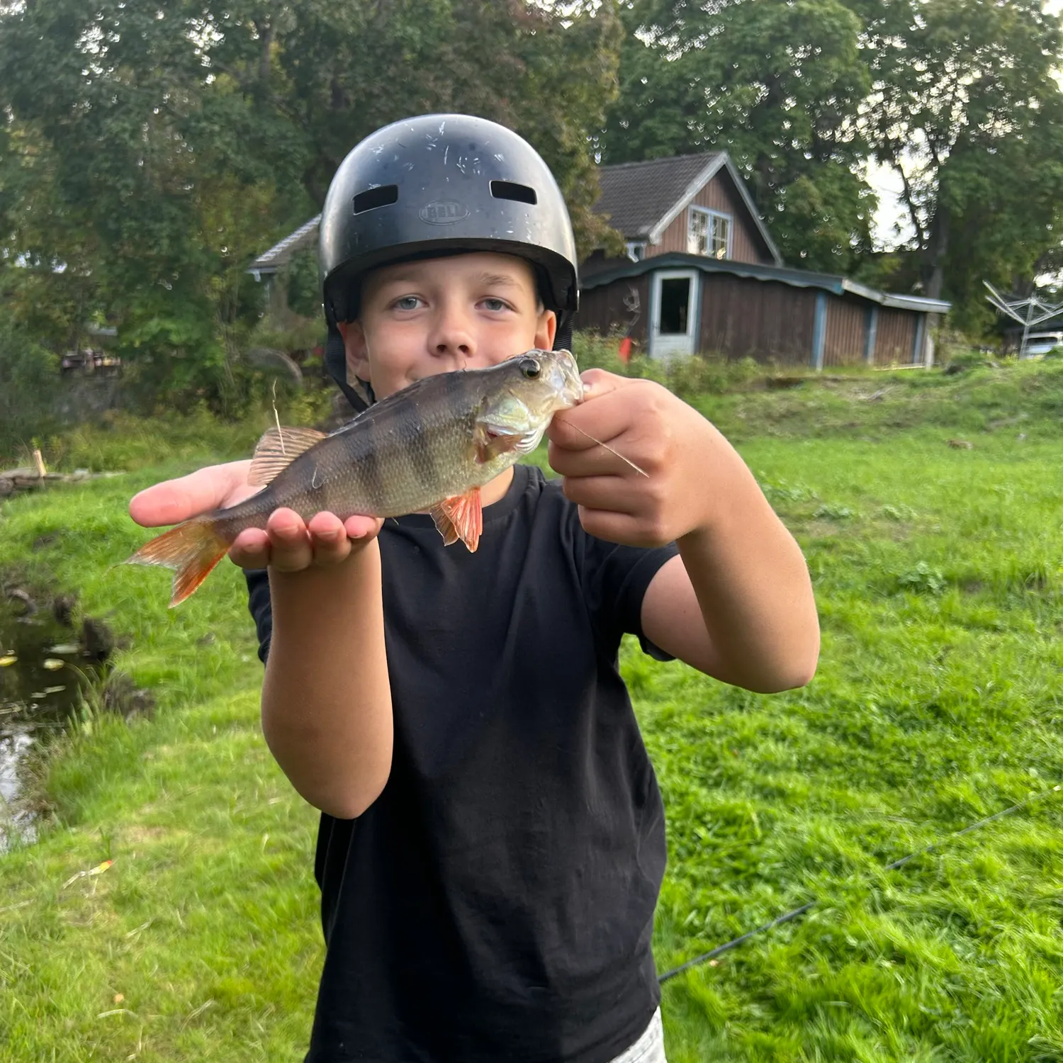 European perch caught on Fishbrain