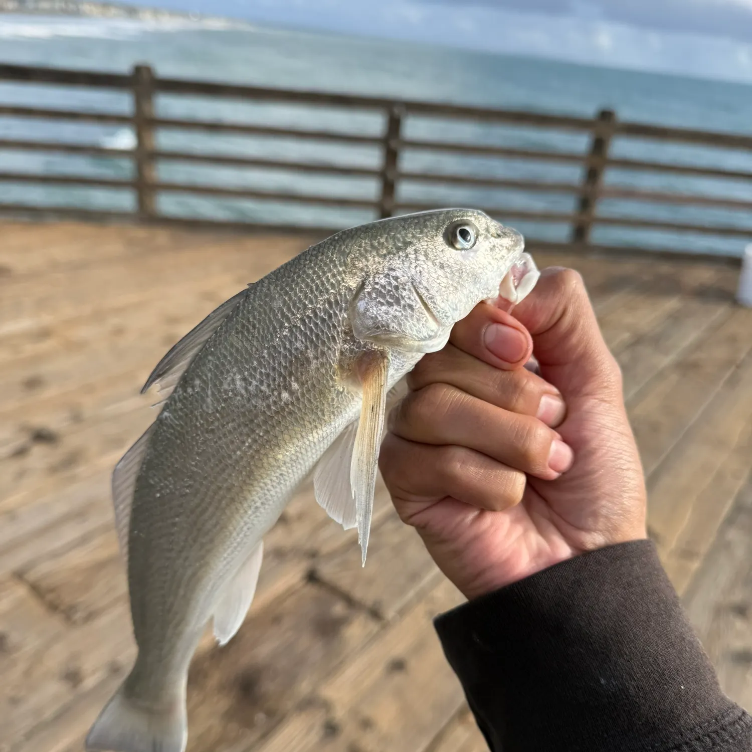 The most recent California corbina catches on Fishbrain