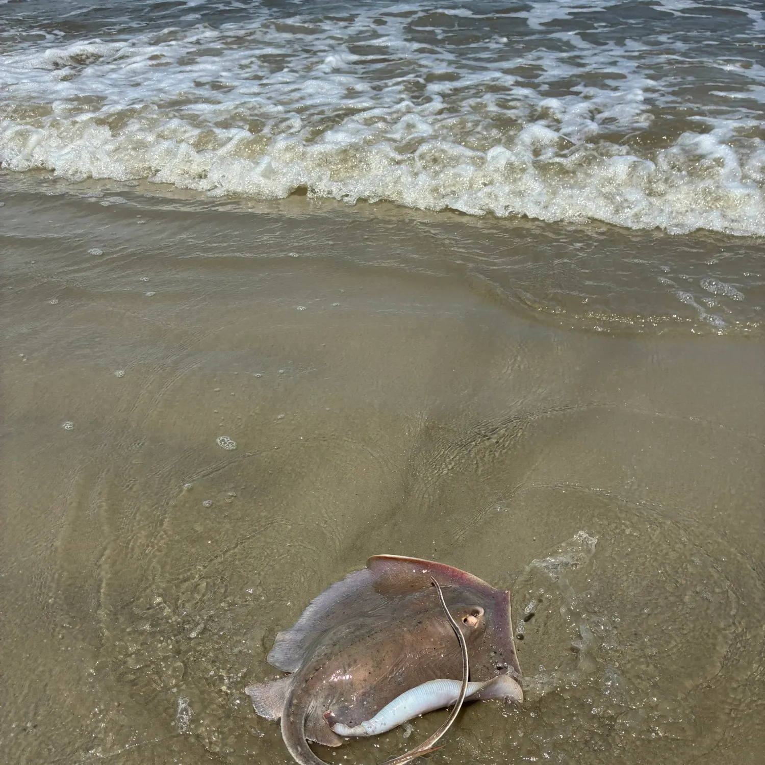 The most recent Atlantic stingray catches on Fishbrain
