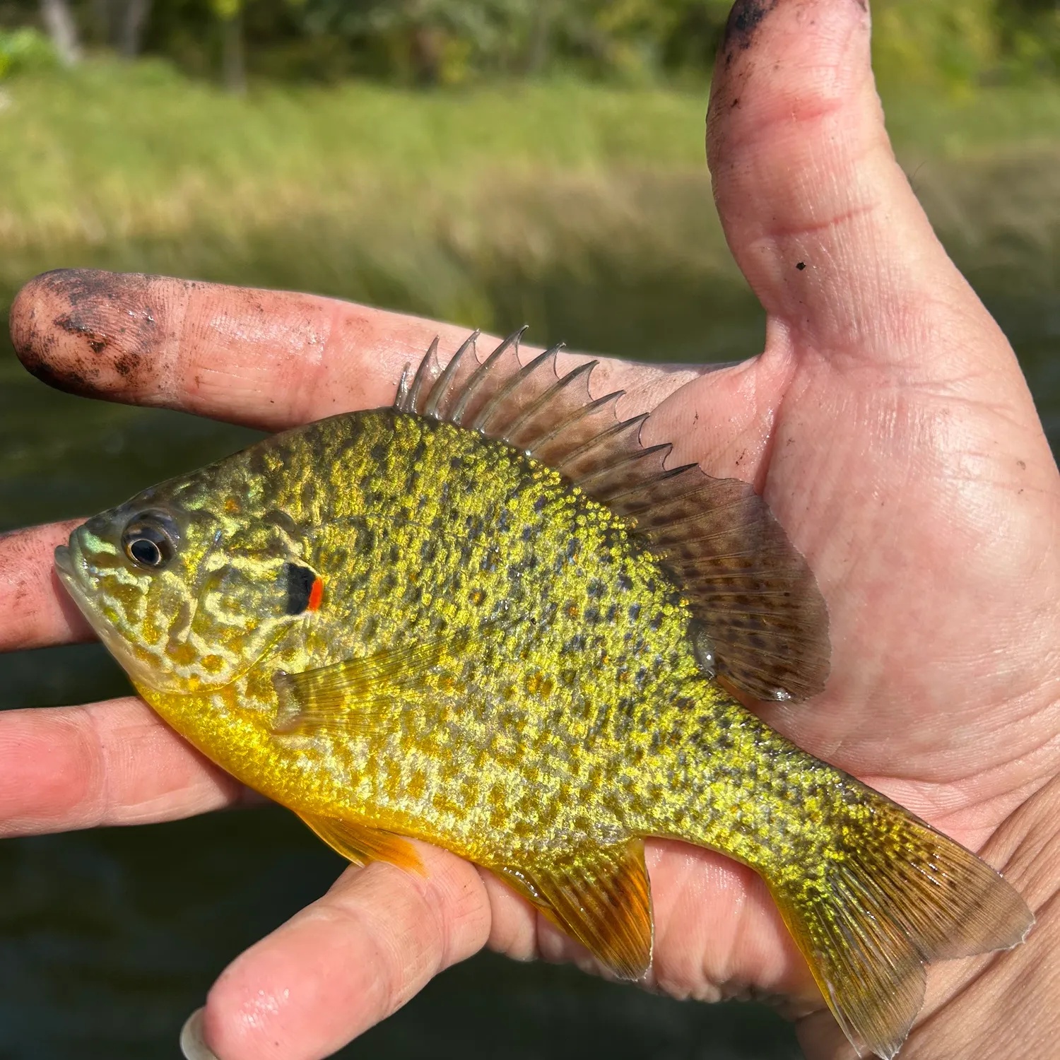 Pumpkinseed caught on Fishbrain