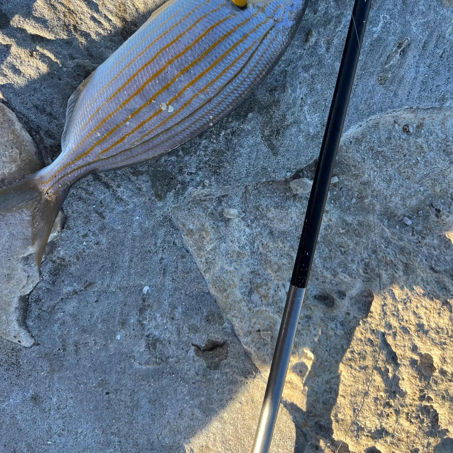 The most recent Salema porgy catches on Fishbrain