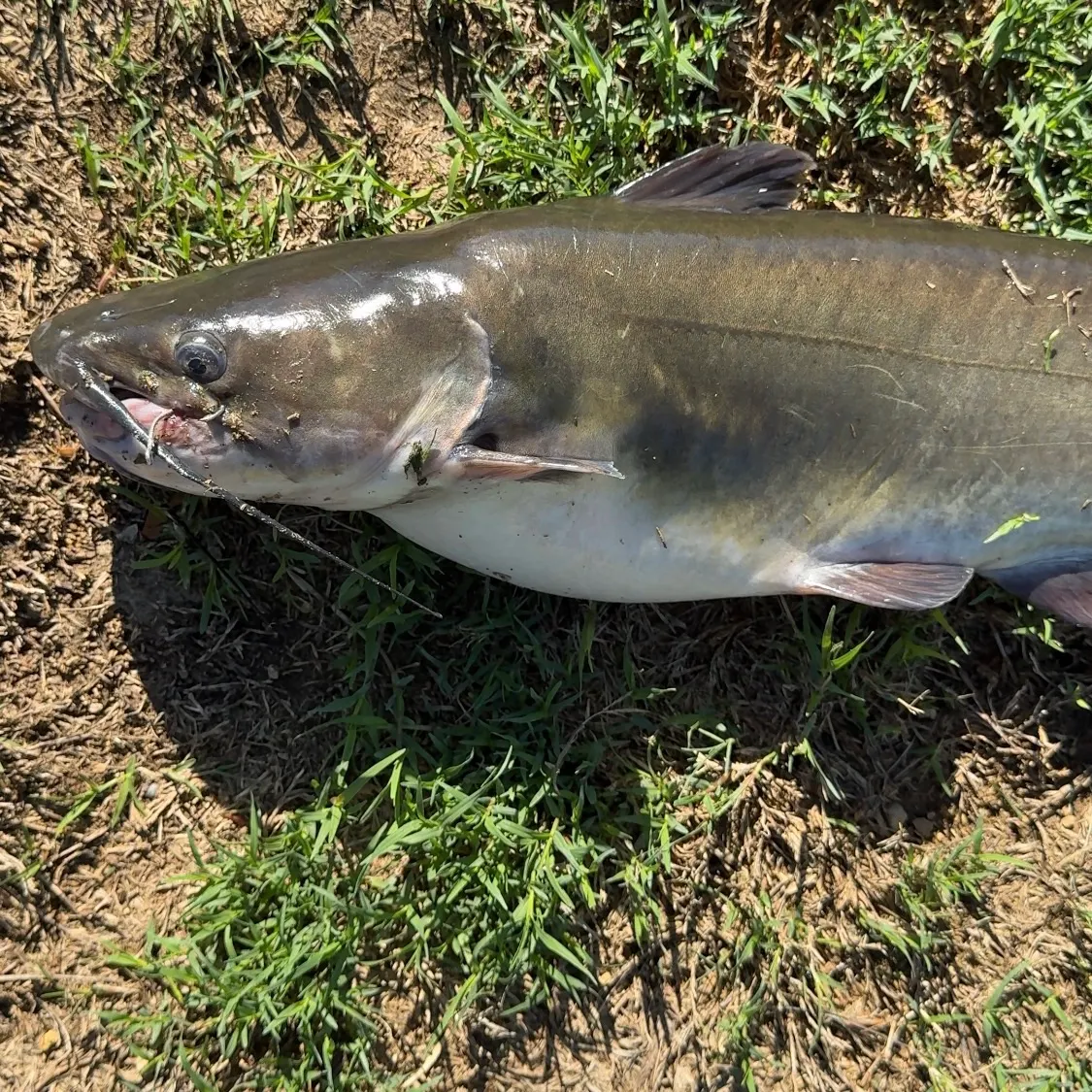 Channel catfish caught on Fishbrain