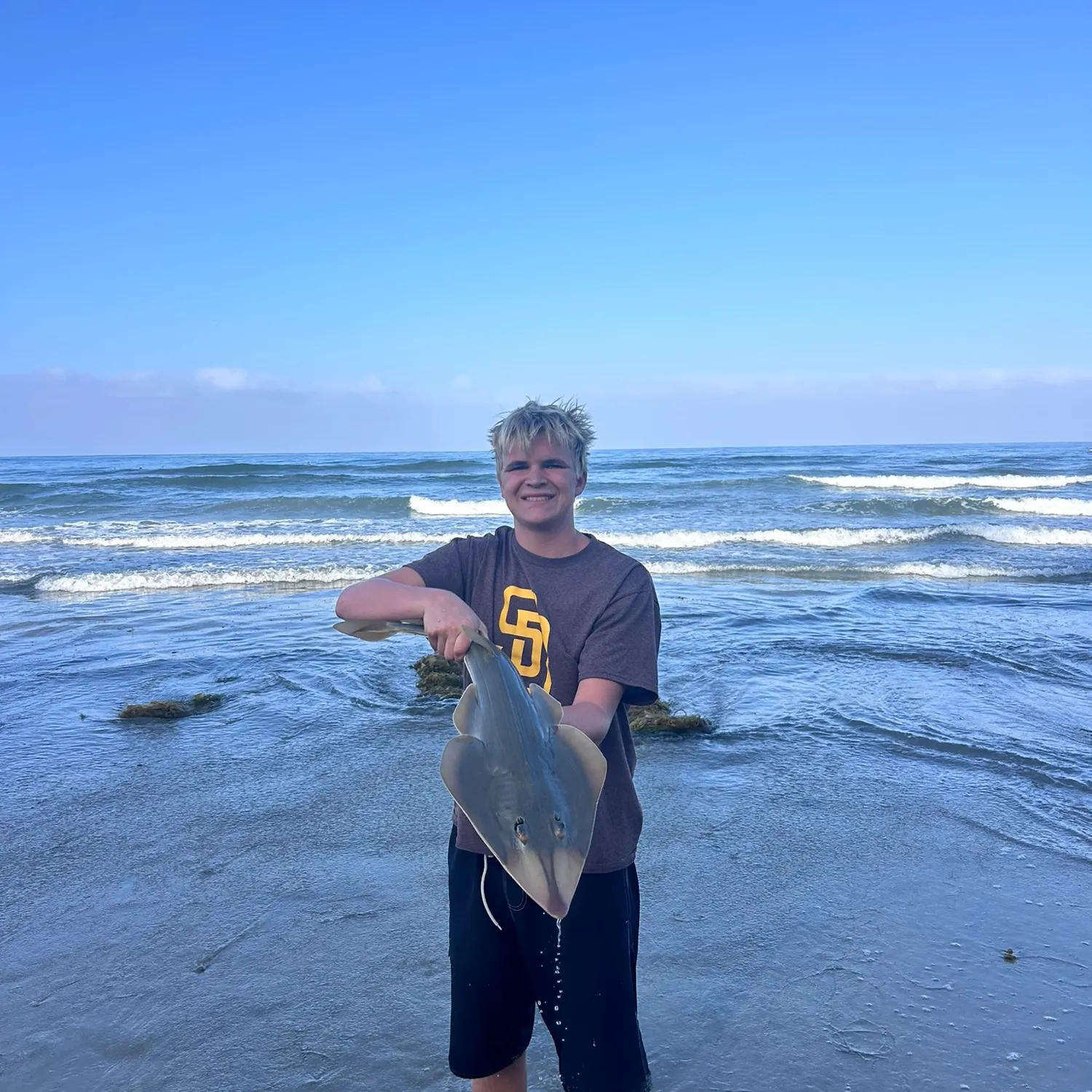 Pacific shovelnose guitarfish caught on Fishbrain