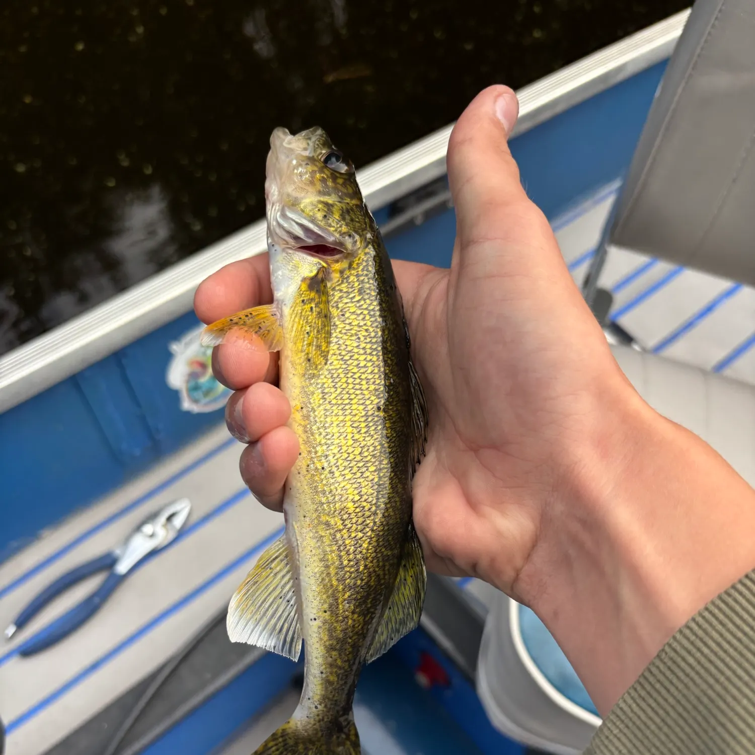 Walleye caught on Fishbrain