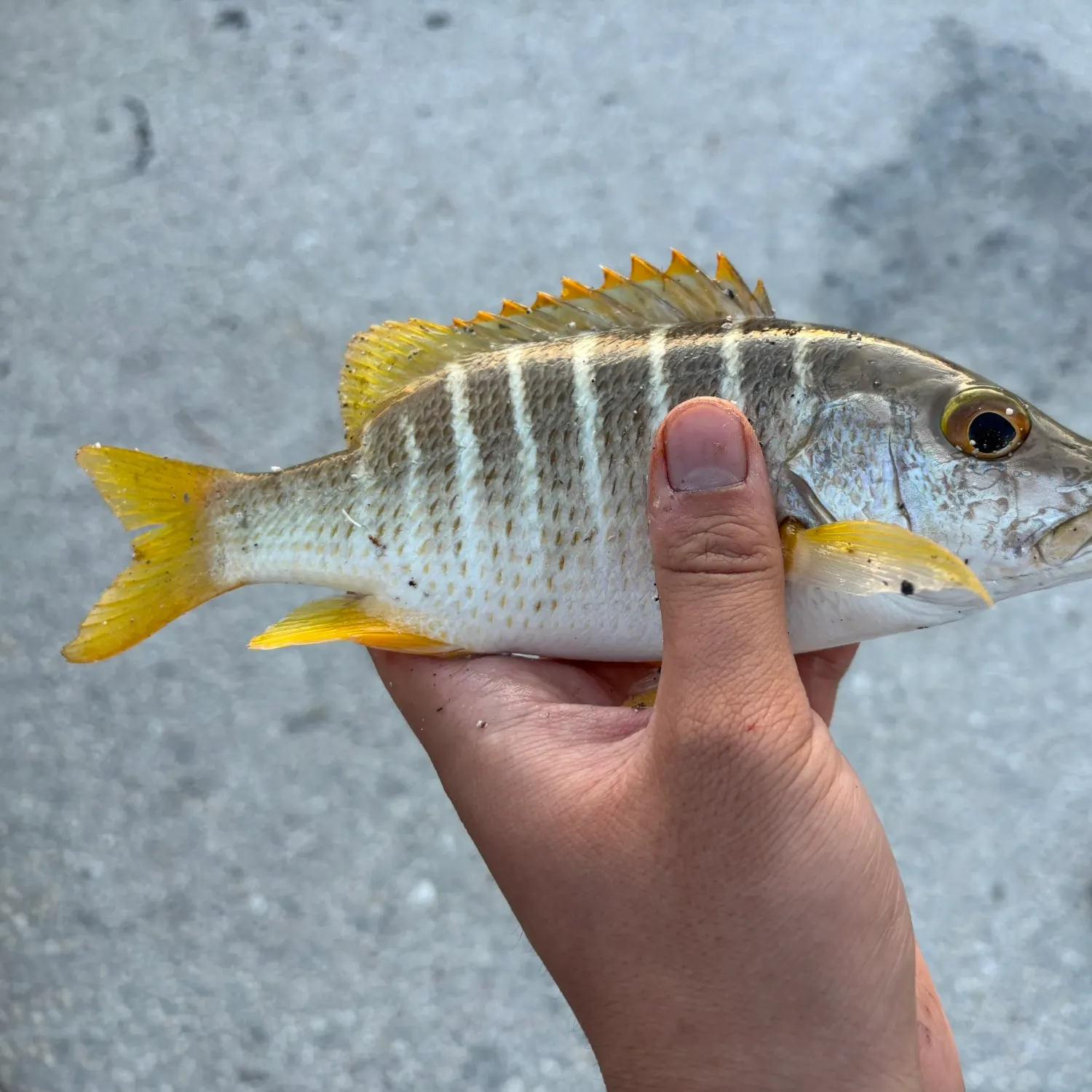 The most recent Schoolmaster snapper catches on Fishbrain