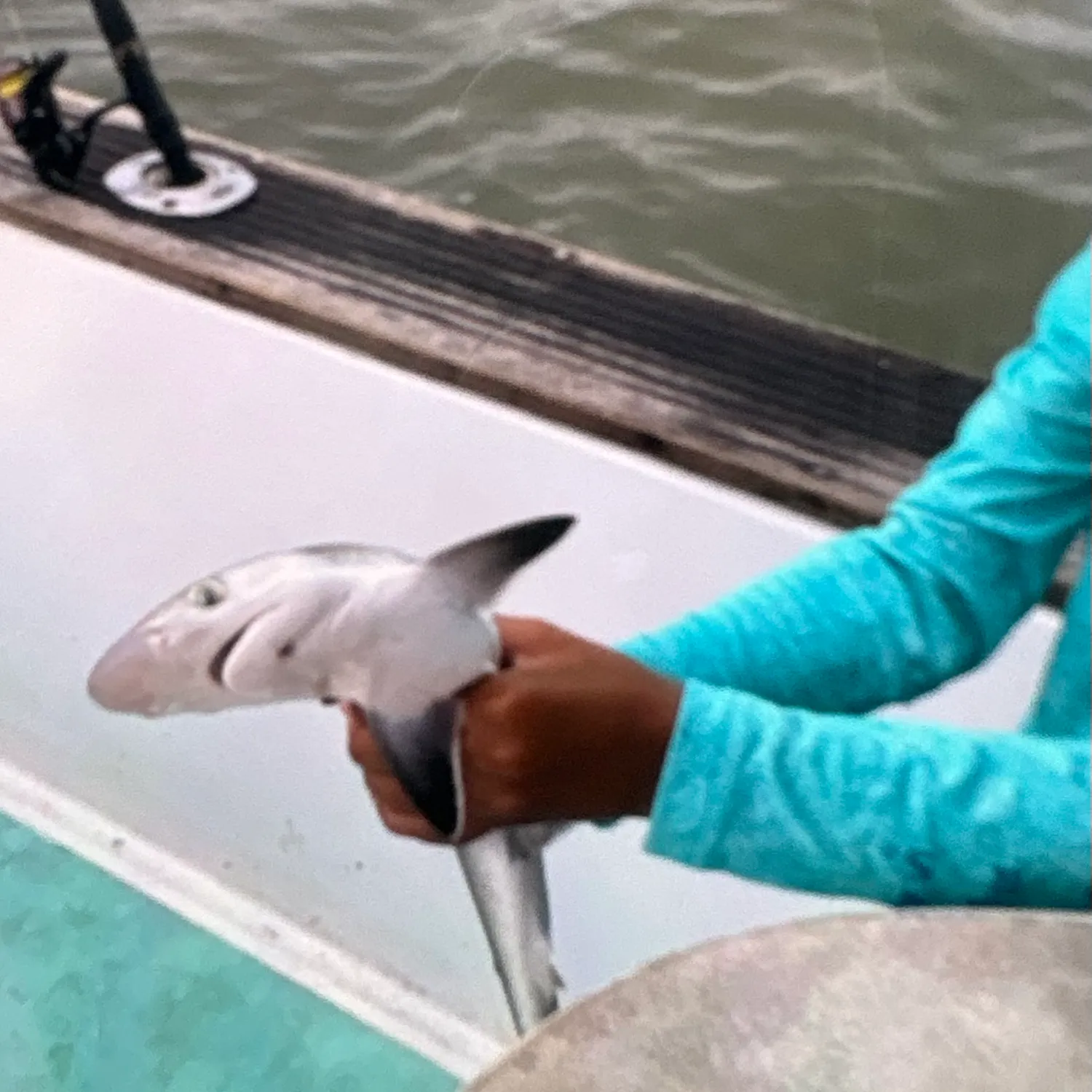 The most recent Blacktip reef shark catches on Fishbrain