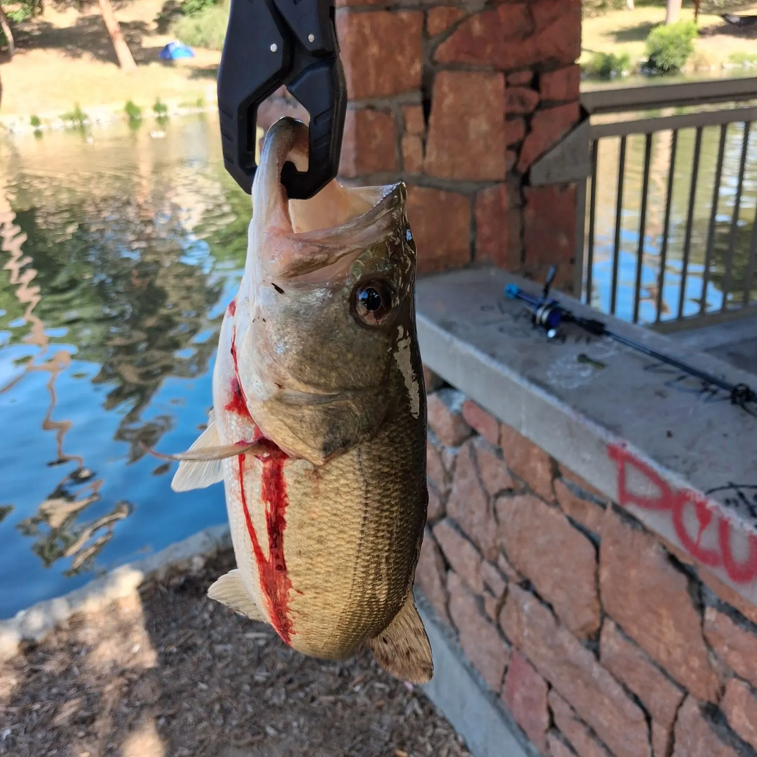 Largemouth bass caught on Fishbrain